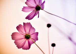 Cosmos flowers