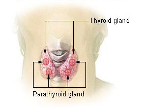 Illu_thyroid_parathyroid