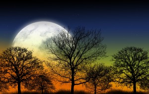 Mystic Garden Illustration. Large Full Moon and Shapes of Trees. Nature Illustration